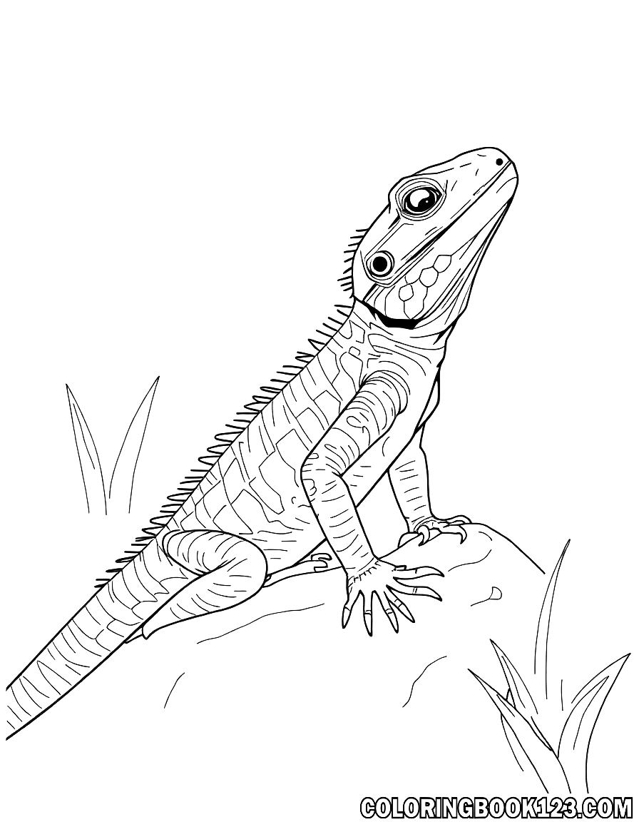 Lizard in the zoo coloring page