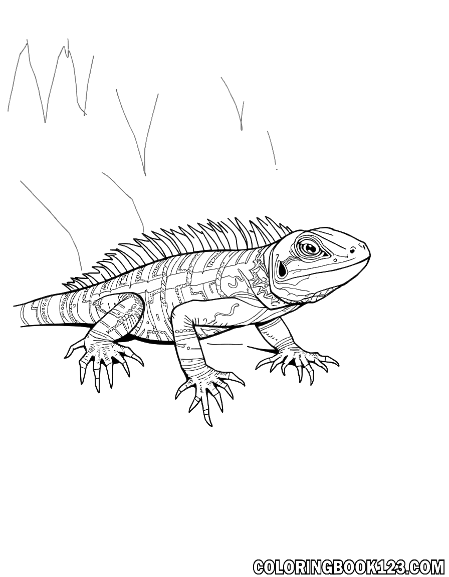 Lizard in the zoo coloring page