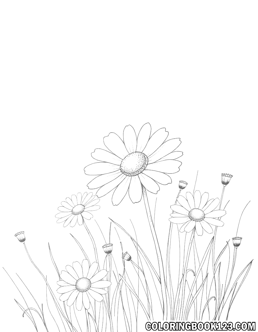 Daisy meadow coloring page with line art of flowers and grass.