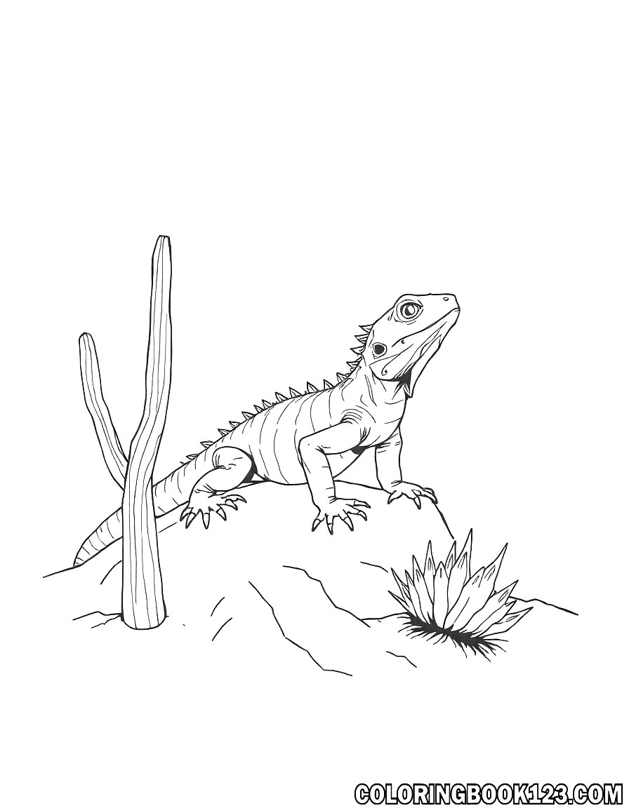 Lizard in the desert coloring page