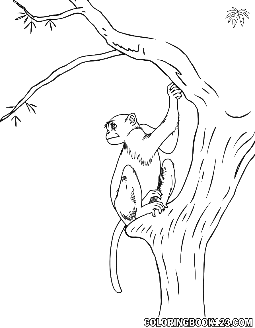 Ausmalbild eines Makaken auf einem Baum