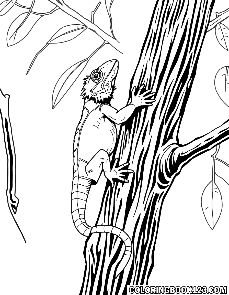 Lizard climbing a tree coloring page