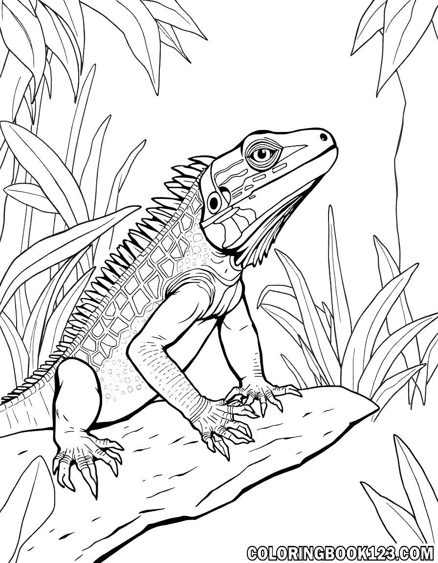 Lizard in the zoo coloring page