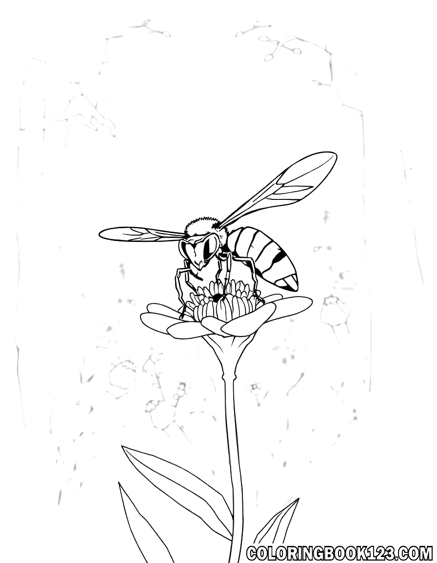 Hornisse auf einer Blume im Wald Ausmalbild