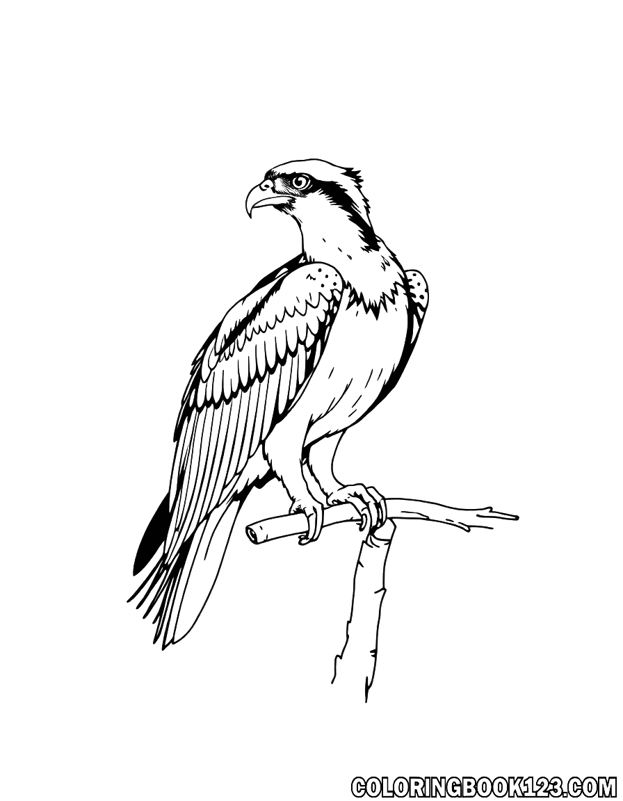 Osprey Ausmalbild in Schwarz-Weiß