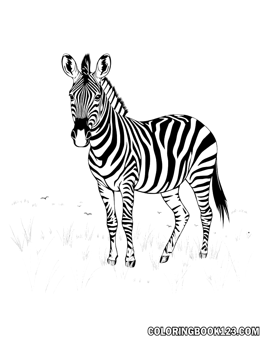 Zebra in der Savanne Ausmalbild
