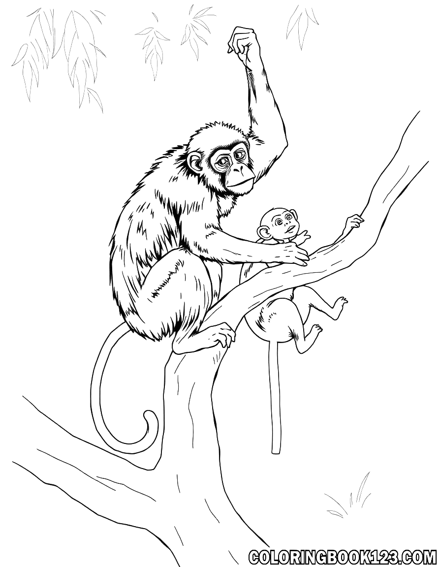Affen im Zoo klettern auf einem Baum
