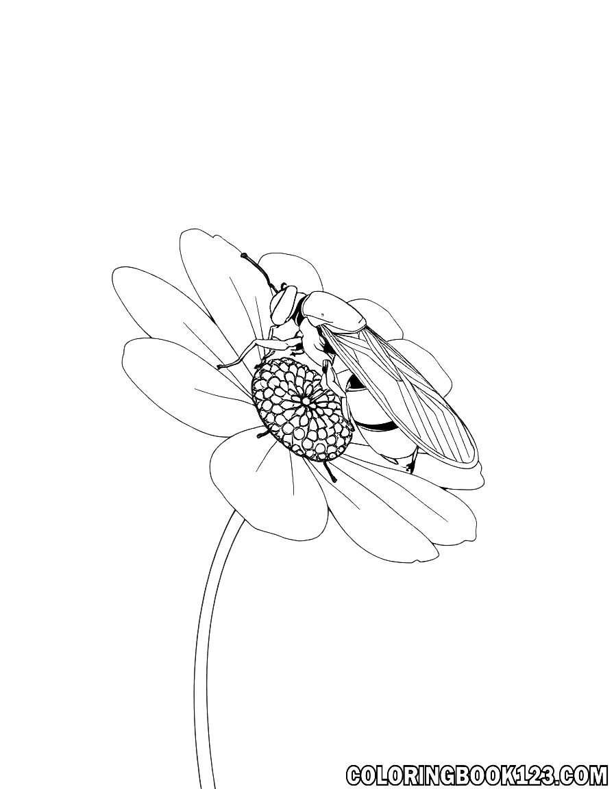 Ausmalbild eines Insekts auf einer Blume